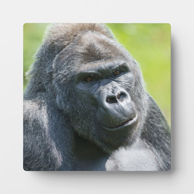 Silverback Portrait Fotoplatte (Vorderseite)