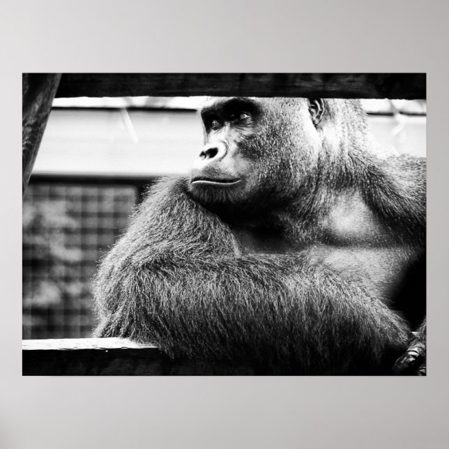 Silverback Poster (Vorne)