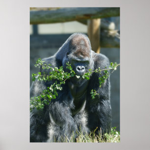 Silverback Splendor Poster