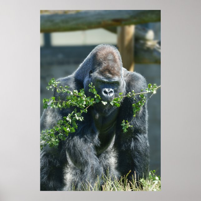 Silverback Splendor Poster (Vorne)