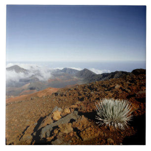 Silversword am Rand des Haleakala-Kraters aus der  Fliese