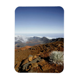 Silversword am Rand des Haleakala-Kraters aus der Magnet