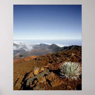 Silversword am Rand des Haleakala-Kraters aus der  Poster