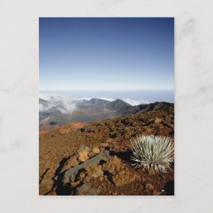 Silversword am Rand des Haleakala-Kraters aus der Postkarte