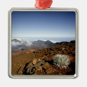 Silversword am Rand des Haleakala-Kraters aus der  Silbernes Ornament