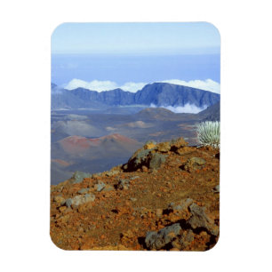 Silversword am Rand des Haleakala-Kraters von nahe Magnet