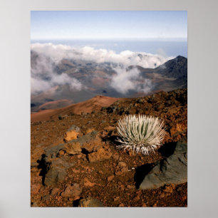 Silversword am Rand des Haleakala-Kraters von nahe Poster