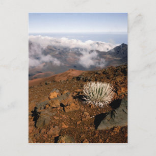 Silversword am Rand des Haleakala-Kraters von nahe Postkarte