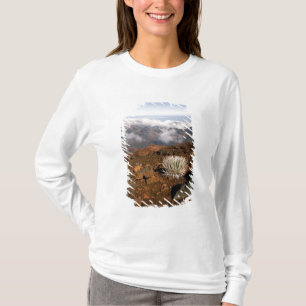 Silversword am Rand des Haleakala-Kraters von nahe T-Shirt
