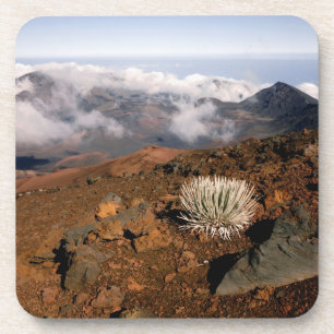Silversword am Rand des Haleakala-Kraters von nahe Untersetzer