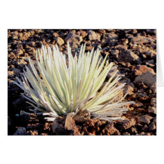 Silversword auf Haleakala, Maui