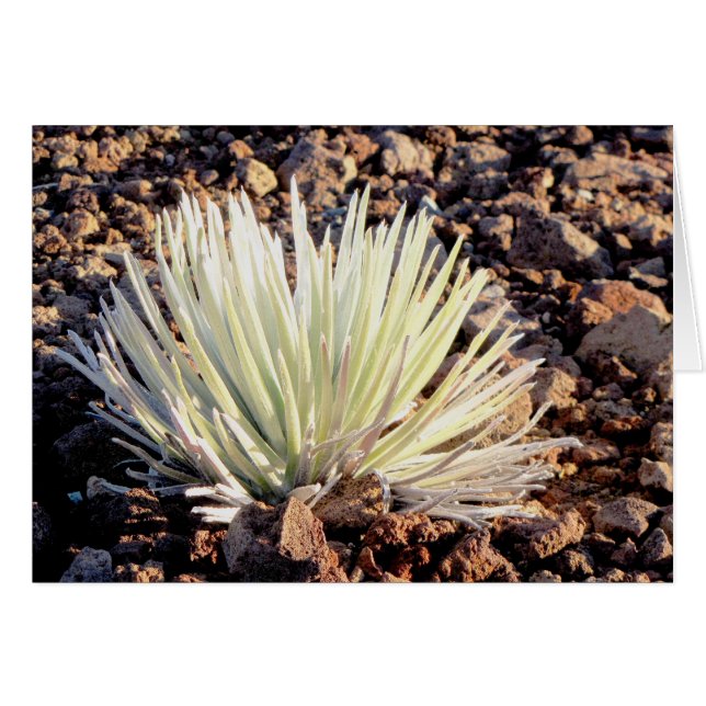 Silversword auf Haleakala, Maui (Vorderseite (Horizontal))