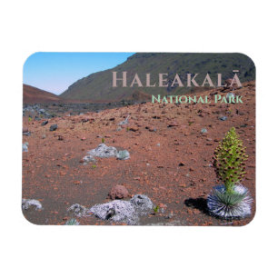 Silversword, Sanddünen, Haleakalā Nationalpark Magnet