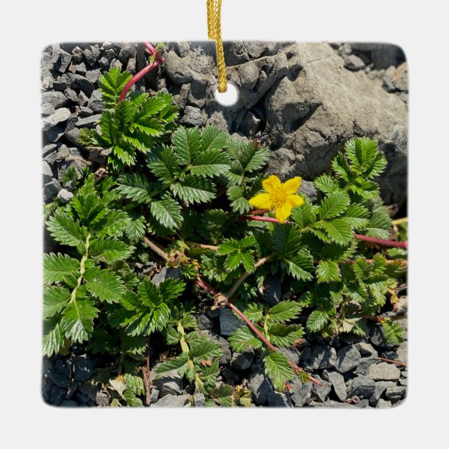 Silverweed Cinquefoil Keramikornament (Vorderseite)