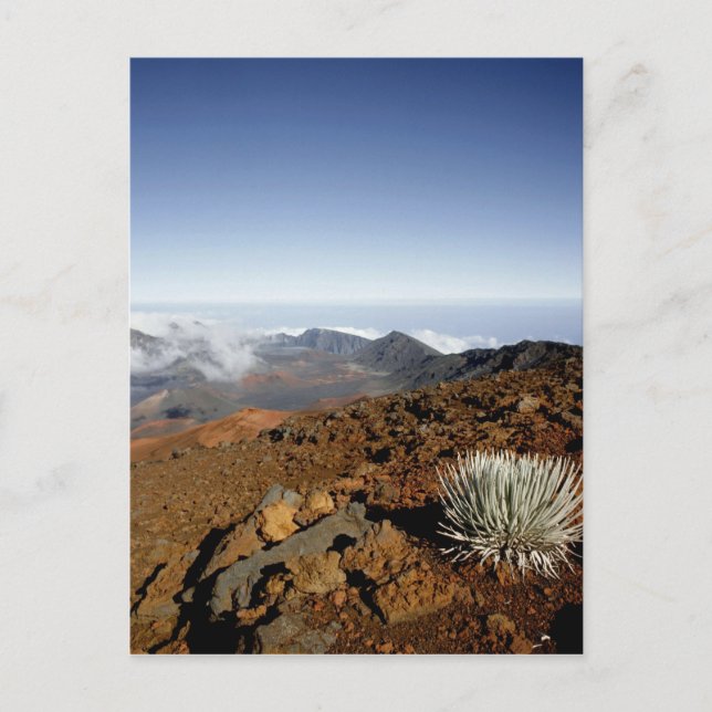Silverword auf Haleakala Krater Rim aus der Nähe Postkarte (Vorderseite)