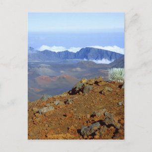 Silverword auf Haleakala Krater Rim von nahe 2 Postkarte