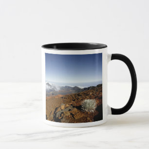 Silverwort auf Haleakala Krater Rim aus der Nähe Tasse