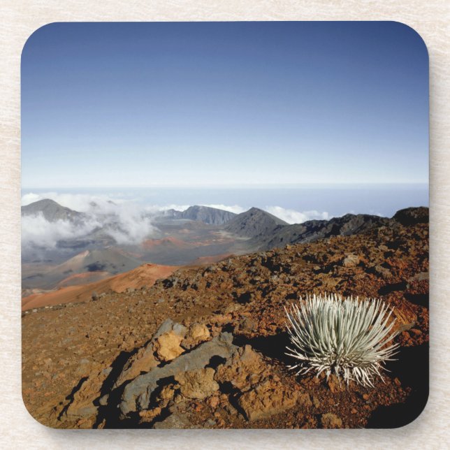 Silverwort auf Haleakala Krater Rim aus der Nähe Untersetzer (Vorderseite)