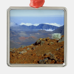 SilverWort auf Haleakala Krater Rim von nahe 2 Silbernes Ornament