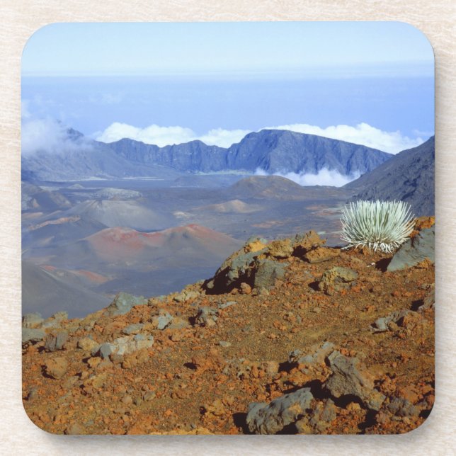 SilverWort auf Haleakala Krater Rim von nahe 2 Untersetzer (Vorderseite)