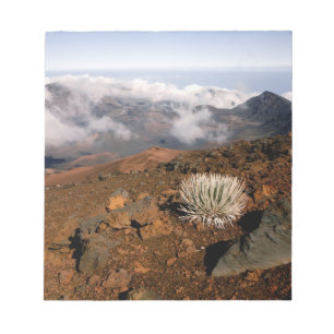 SilverWort auf Haleakala Krater Rim von nahe 3 Notizblock