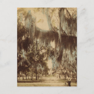 Silvery Draperies of Daytona Postcard Postkarte