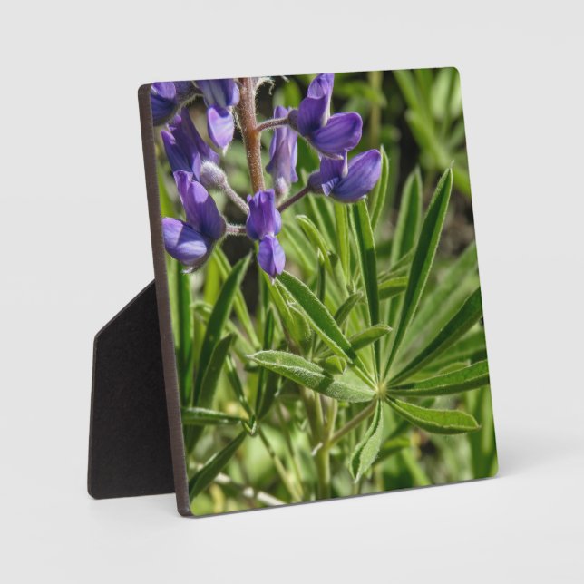 Silvery Lupine Desktop Plaque Fotoplatte (Vorderseite)