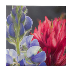 Silvery Lupine, Lavendel Paintbrush Fliese