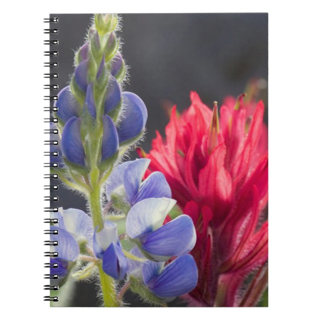 Silvery Lupine, Lavendel Paintbrush Notizblock (Vorderseite)