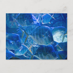 Silvery Tropical Fish Postcard Postkarte