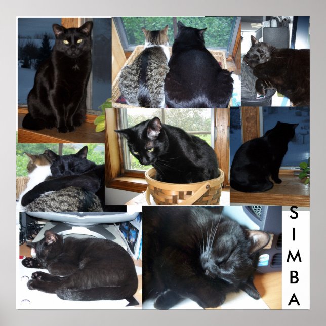 SIMBA POSTER (Vorne)