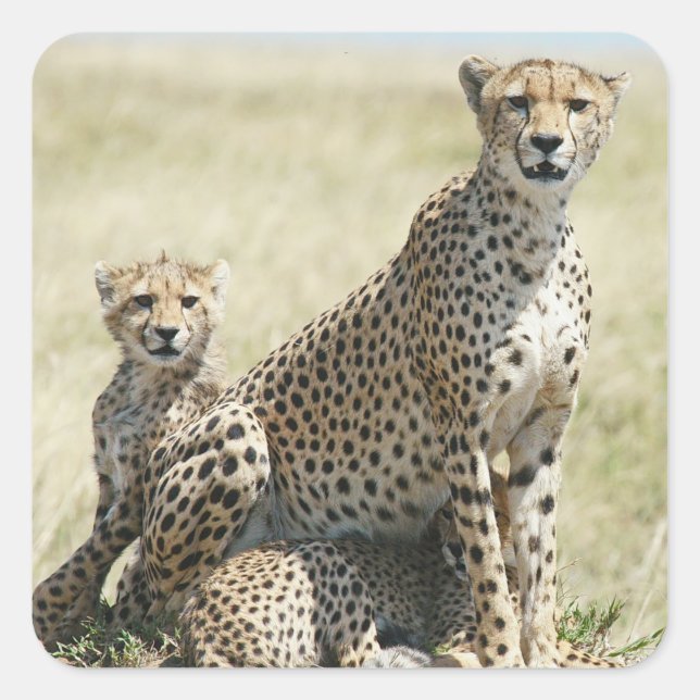 Simbabwe-Cheetahs, Safari auf Display-Stickers Quadratischer Aufkleber (Vorderseite)