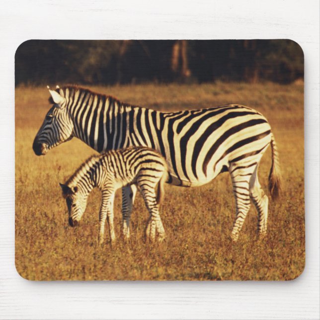 Simbabwe, Hwange National Park, Linkwasha Mousepad (Vorne)