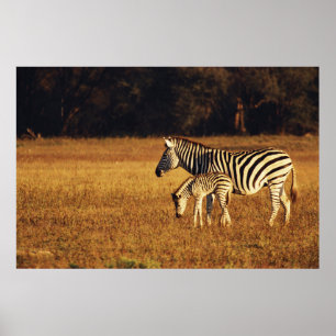 Simbabwe, Hwange National Park, Linkwasha Poster