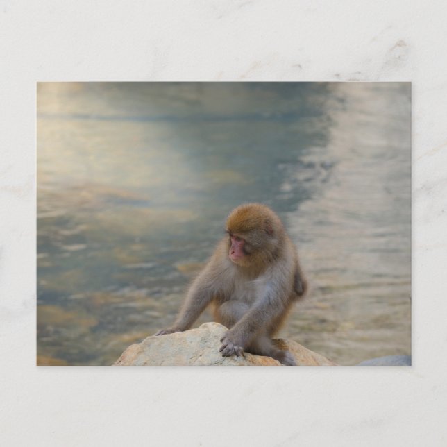 Simian Serenity by Shore Postkarte (Vorderseite)