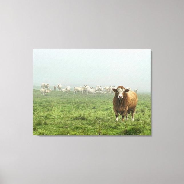 Simmental Bull in Foggy-Weide Leinwanddruck (Vorderseite)