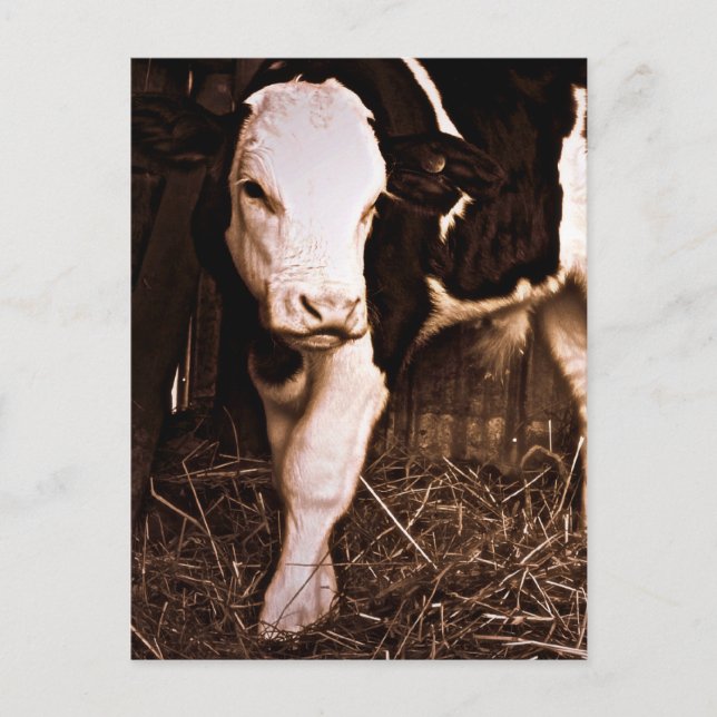 Simmental X Holstein Bull Calf Postkarte (Vorderseite)
