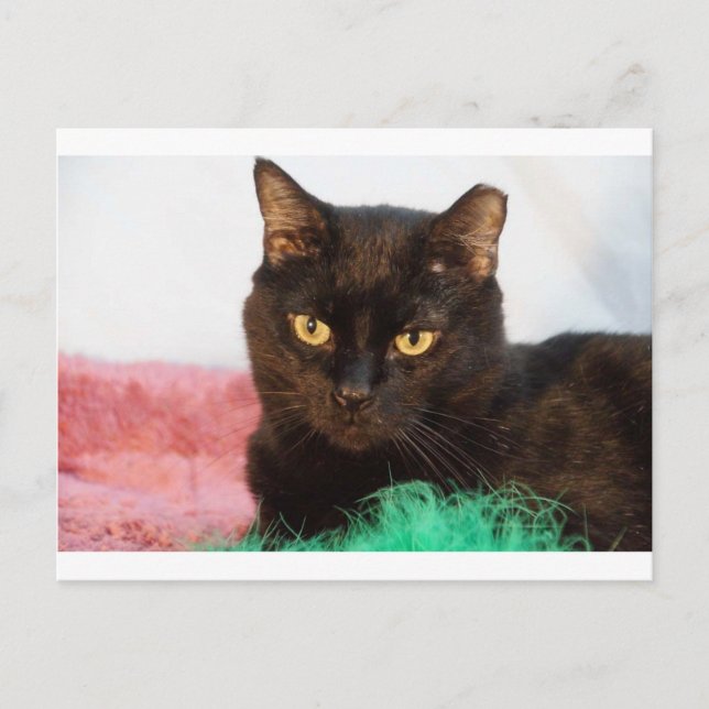 Simon Postkarte (Vorderseite)