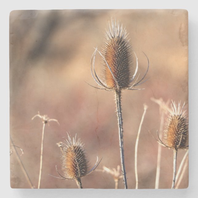 Simply Thistle Steinuntersetzer (Vorderseite)