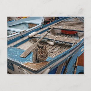 Sinbad, die Postkarte der Seelsorgerkatze