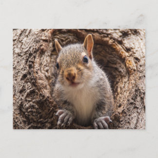 Sincap Postkarte