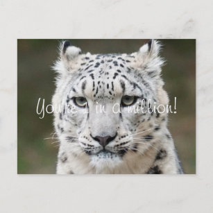 Sincere Snow Leopard Vielen Dank Postkarte