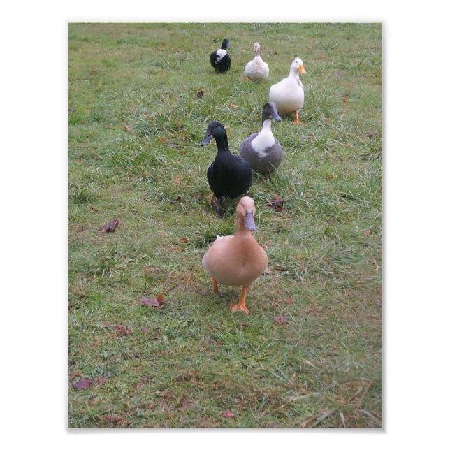 Sind deine Enten in einer Reihe? Fotodruck (Vorne)