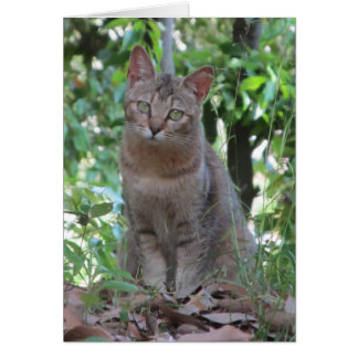 Sind Sie talkin zu mir? - TBD Reihe