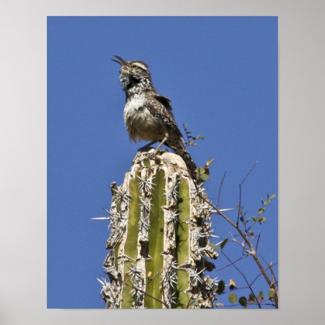 Sing Cactus Wren Poster (Vorne)