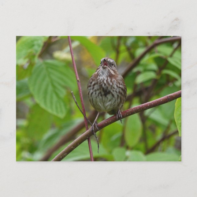 Sing mir eine Postkarte (Vorderseite)