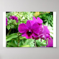 Singapore Orchid