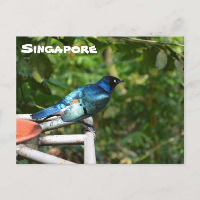 Singapore Postcard: Superb Starling Postkarte (Vorderseite)