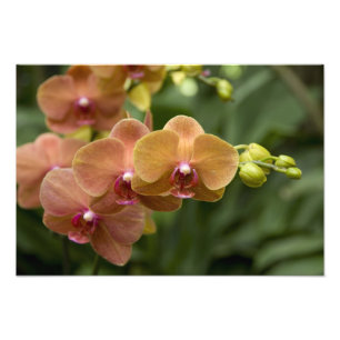 Singapore Sanskrit for Lion City). Nationalität 2 Fotodruck