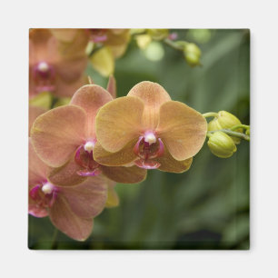 Singapore Sanskrit for Lion City). Nationalität 2 Magnet